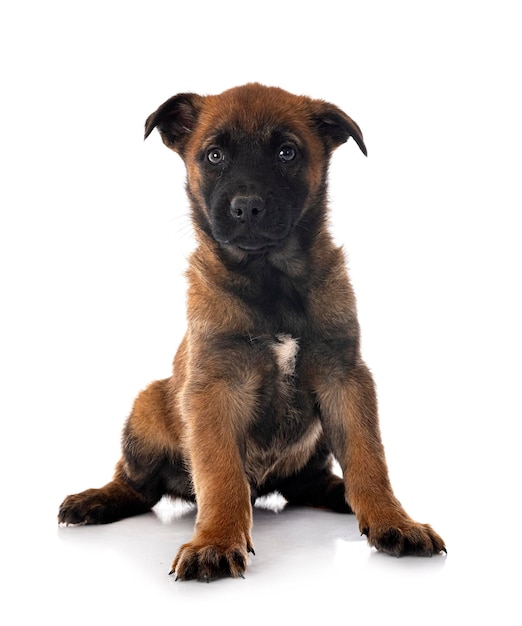 Cachorro pastor belga delante de un fondo blanco