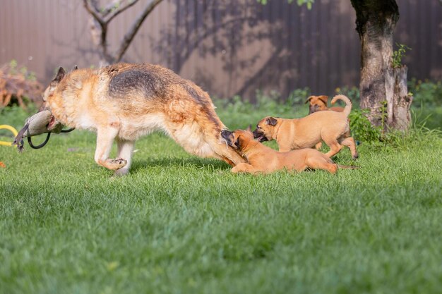 Foto cachorro de pastor belga (malinois) jugando en el patio trasero. perrera. arena para perros. cachorro en el gr verde