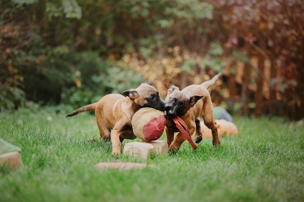 Cachorro de pastor belga (Malinois) jugando en el patio trasero. Perrera. Arena para perros. Cachorro en el gr verde