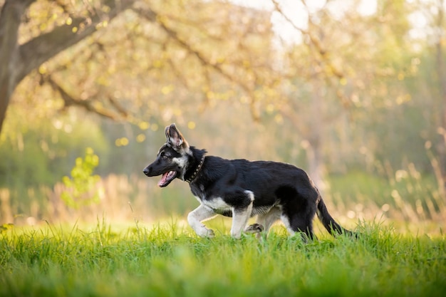 Cachorro pastor da Europa Oriental caminha e corre na floresta de verão