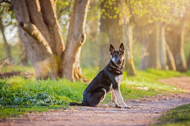 Cachorro Pastor de Europa del Este camina en el bosque de verano