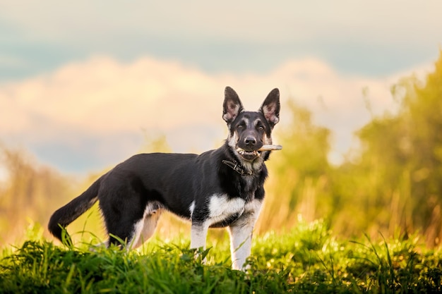 Cachorro Pastor de Europa del Este camina y corre en el bosque de verano