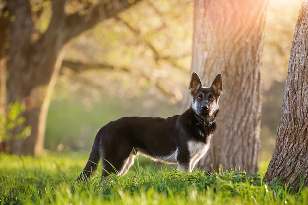 Cachorro Pastor de Europa del Este camina y corre en el bosque de verano