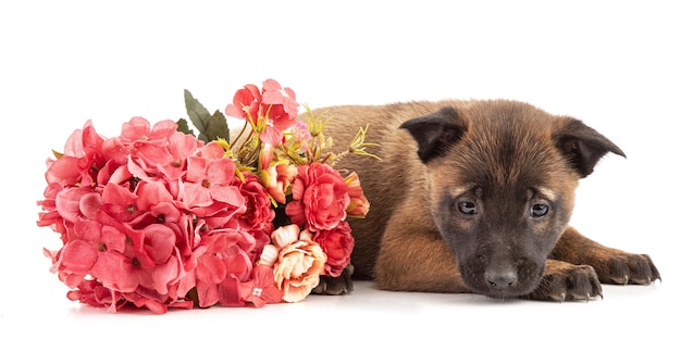 Cachorro pastor malinois de 25 meses con flores