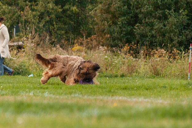 Cachorro pegando disco voador no salto, animal de estimação brincando ao ar livre em um parque. evento esportivo, conquista em spo