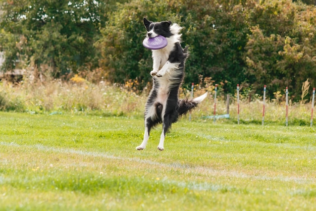 Cachorro pegando disco voador no salto, animal de estimação brincando ao ar livre em um parque. evento esportivo, conquista em spo