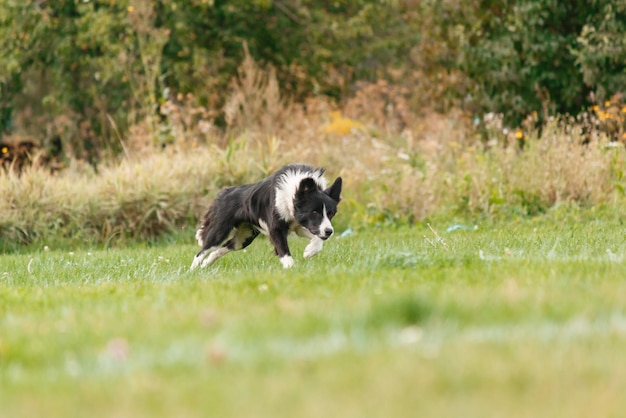 Cachorro pegando disco voador no salto, animal de estimação brincando ao ar livre em um parque. evento esportivo, conquista em spo