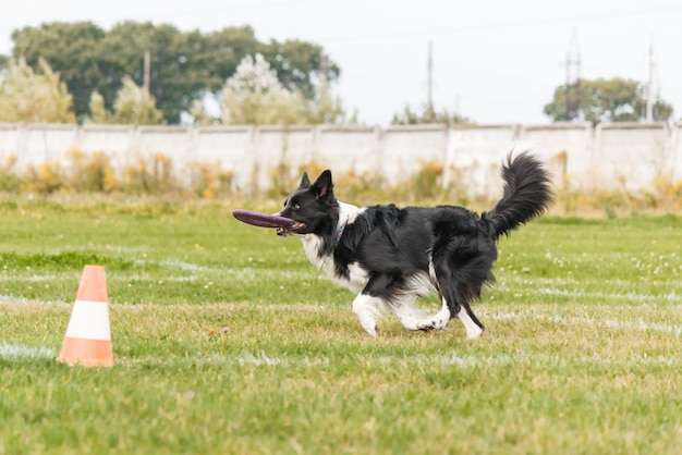 Cachorro pegando disco voador no salto, animal de estimação brincando ao ar livre em um parque. evento esportivo, conquista em spo