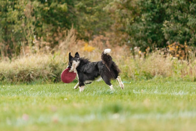 Cachorro pegando disco voador no salto, animal de estimação brincando ao ar livre em um parque. evento esportivo, conquista em spo