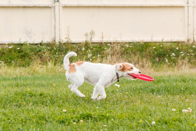 Cachorro pegando disco voador no salto, animal de estimação brincando ao ar livre em um parque. evento esportivo, conquista em spo