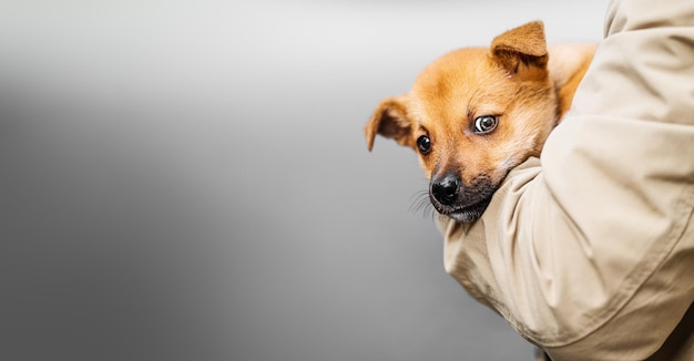 Un cachorro pelirrojo en los brazos de una persona Retrato de un perrito