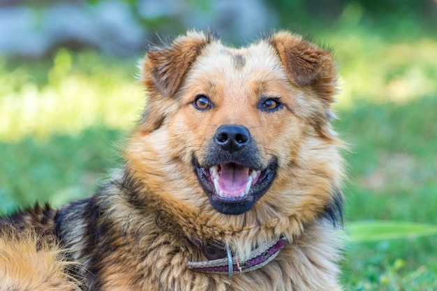 Cachorro peludo fofo. retrato de um cachorro com a boca aberta