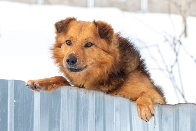 Cachorro peludo marrom fica em pé sobre as patas traseiras, olhando por trás de uma cerca, no inverno em um fundo de neve