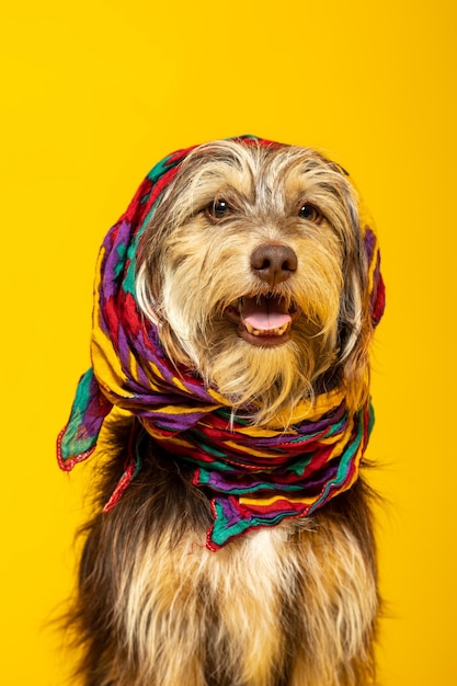 Cachorro peludo con un pañuelo en la cabeza sobre un fondo amarillo