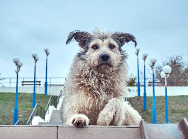 Cachorro peludo sem-teto sozinho com olhos penetrantes.