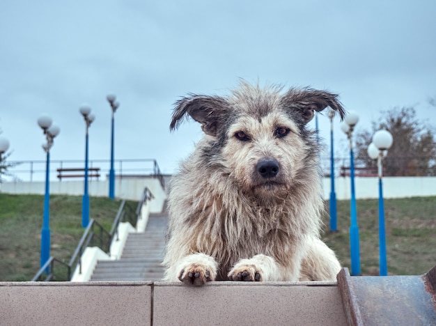 Cachorro peludo sem-teto sozinho com olhos penetrantes.