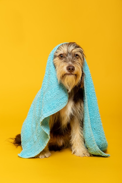 Cachorro peludo con una toalla en la cabeza sobre un fondo amarillo