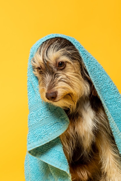 Cachorro peludo con una toalla en la cabeza sobre un fondo amarillo