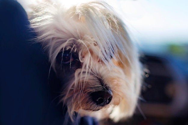 cachorro peludo