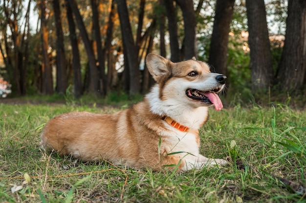 Cachorro de pembroke corgi galés sobre hierba perro sonriente feliz al aire libre