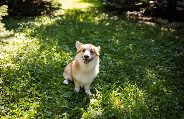 Cachorro Pembroke Corgi parado na grama verde