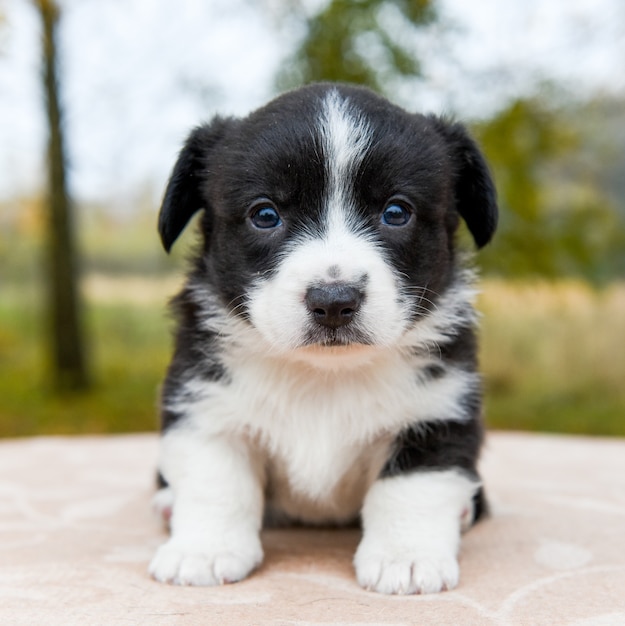 Foto cachorro de pembroke welsh corgi en la naturaleza