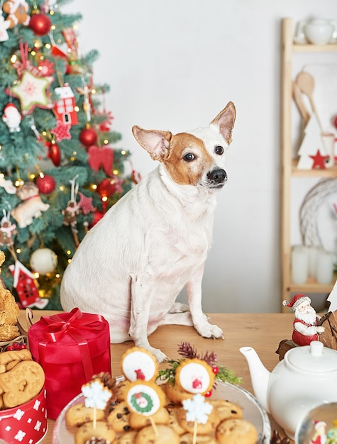 Cachorro pequeno ao lado de enfeites de natal