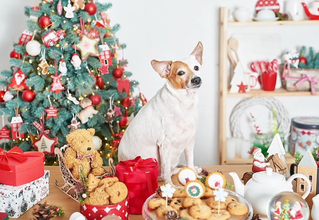 Cachorro pequeno ao lado de enfeites de natal