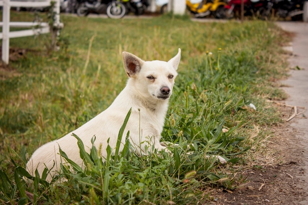 Cachorro pequeno com a intenção de brincar intrigado entre a grama fresca da fazenda