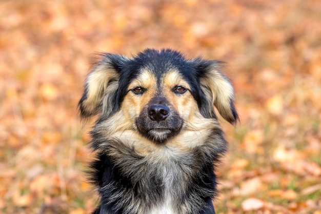 Cachorro pequeno com lã preta e marrom no fundo das folhas de outono