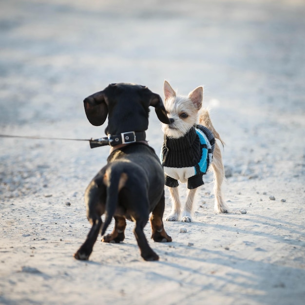 Cachorro pequeno com roupas de cachorro roupas para animais de estimação cachorro fofo em uma estrada de terra caminhe com o cachorro