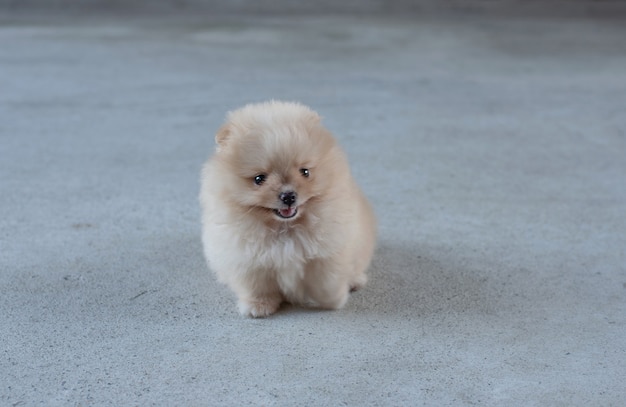 Cachorro pequeno da Pomerânia marrom-claro e fofo sentado com um sorriso para a câmera no chão de concreto