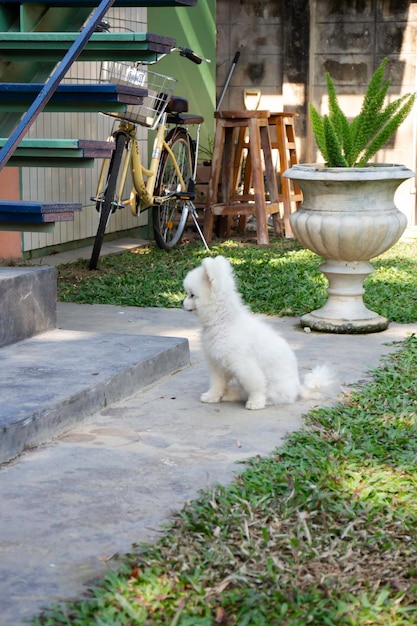 Cachorro pequeno de pelo fofo branco