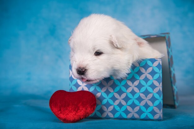 Cachorro pequeno e fofo de samoiedo branco em uma caixa de presente com um coração vermelho sobre fundo azul