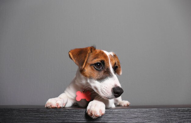 Cachorro pequeno e fofo Jack Russell terrier em fundo escuro