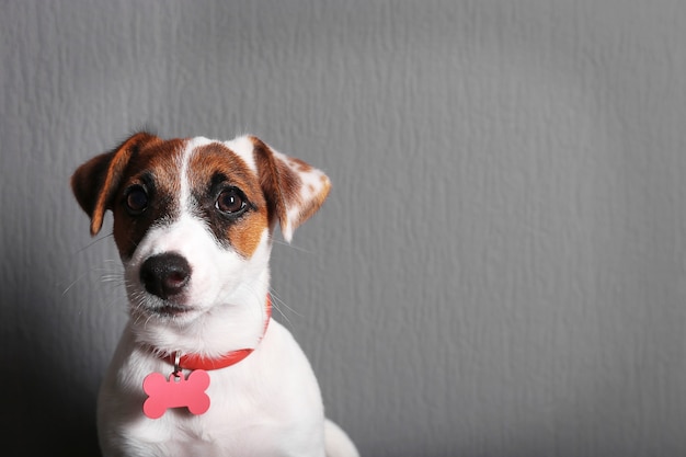 Cachorro pequeno e fofo jack russell terrier em fundo escuro