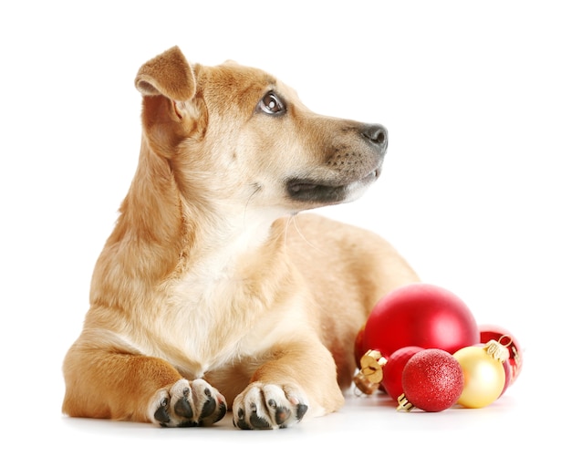 Cachorro pequeno engraçado fofo com brinquedos de Natal, isolado no branco