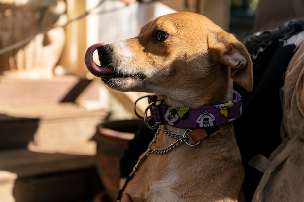 Cachorro pequeno feliz na varanda de uma casa de campo tema outono sombra quente copyspace