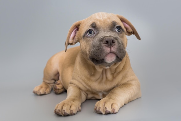 Cachorro pequeño matón americano