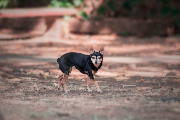 cachorro pequeno no parque