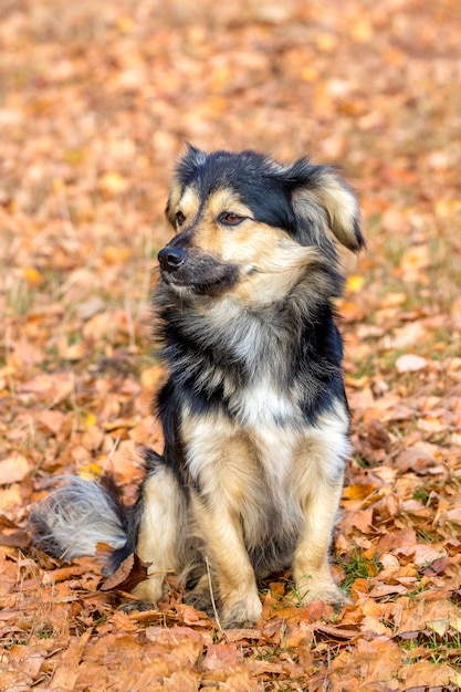 Cachorro pequeno sentado nas folhas secas de outono no parque