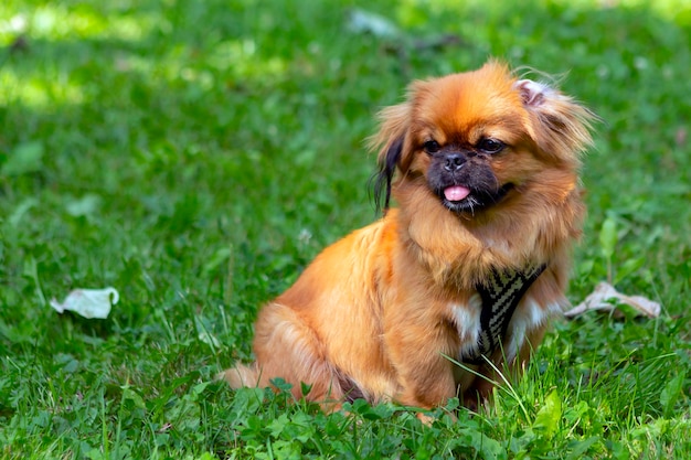 Cachorro pequinés rojo jugando en la hierba verde..