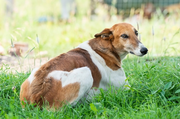 Cachorro perdido deitado na grama verde