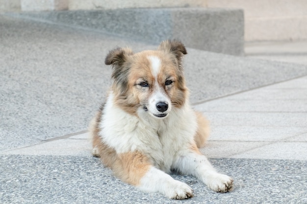 Cachorro perdido deitado no chão da cidade