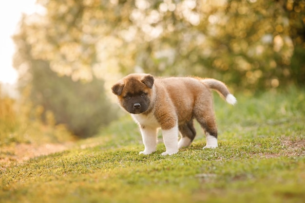 Cachorro de perro akita americano caminando sobre la hierba en un hermoso parque