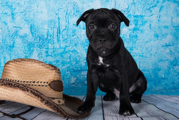 Cachorro de perro American Staffordshire Bull Terrier macho negro con sombrero sobre fondo azul