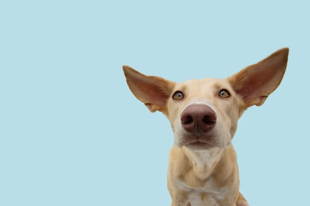 Cachorro de perro atento y escucha con orejas grandes.