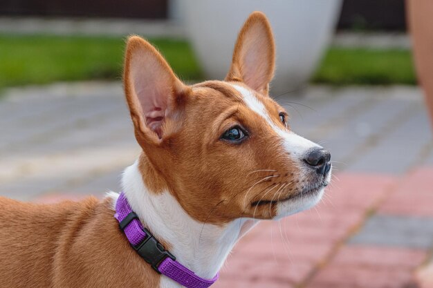 Cachorro de perro Basenji cerrar retrato mirando de lado