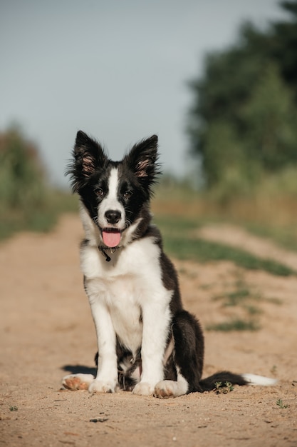 Cachorro de perro border collie blanco y negro en el campo