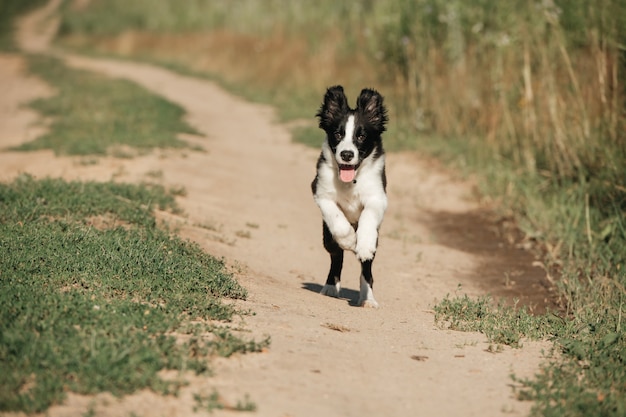 Cachorro de perro border collie blanco y negro en el campo